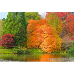Fototapete PAPERMOON "HERBST-WALD-BAUM FLUSS BLUMEN NATUR PFLANZE SONNE WIESE", bunt, B:3,00m L:2,23m, Vlies, Tapeten