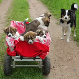 Relaxdays 2er Set Sackkarrenrad 3.00-4, luftbereift, bis 80 kg, Kunststofffelge, 260x85 mm, schwarz-rot