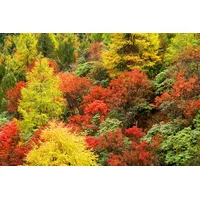 Papermoon Fototapete PAPERMOON "Herbst Wald", bunt, B:2m L:1,49m, Vlies, Tapeten