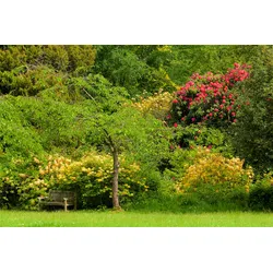 Fototapete PAPERMOON "WALD IN PARK-BAUM BLUMEN NATUR PFLANZE SONNE WIESE XXL", bunt, B:2,50m L:1,86m, Vlies, Tapeten