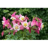 PlantaPro Aquilegia flabellata 'Spring Magic Rosa-Weiß' 9x9 cm Topf – Winterhart, Mehrjährig, Pflegeleicht – Akelei – Staude für Beet & Garten