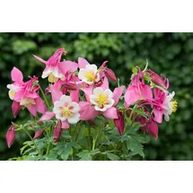 PlantaPro Aquilegia flabellata 'Spring Magic Rosa-Weiß' 9x9 cm Topf – Winterhart, Mehrjährig, Pflegeleicht – Akelei – Staude für Beet & Garten