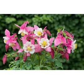 PlantaPro Aquilegia flabellata 'Spring Magic Rosa-Weiß' 9x9 cm Topf – Winterhart, Mehrjährig, Pflegeleicht – Akelei – Staude für Beet & Garten
