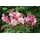 PlantaPro Aquilegia flabellata 'Spring Magic Rosa-Weiß' 9x9 cm Topf – Winterhart, Mehrjährig, Pflegeleicht – Akelei – Staude für Beet & Garten