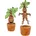 Play by Play Harry Potter Mandrake 25 Braun