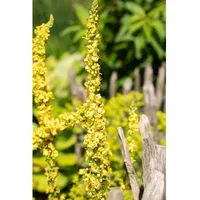 Pflanzen Für Dich Verbascum densiflorum, Großblütige Königskerze, ca. 9x9
