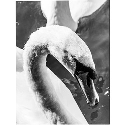 ANY IMAGE Kunstdruck »Schwan«, mehrfarbig, Alu-Dibond - bunt