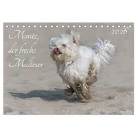 Calvendo Moritz, der freche Malteser (Tischkalender 2026 DIN A5