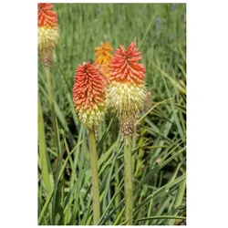 Kniphofia x praecox, Fackellilie, ca. 9x9 cm Topf