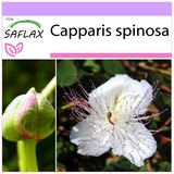 Saflax - Kräuter - Echter Kapernstrauch - 25 Samen - Capparis spinosa