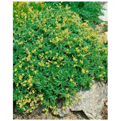 Alchemilla alpina, Alpen-Frauenmantel, ca. 9x9 cm Topf