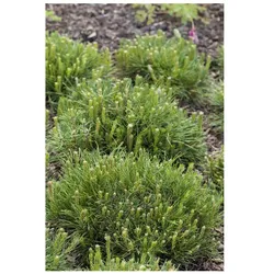 Pinus mugo 'Mughus', Bergkiefer, kompakt, 20–25 cm
