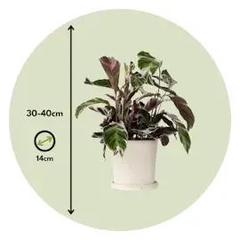 Plant in a Box - Calathea Fusion' - Höhe 30-40cm