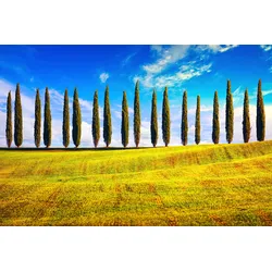 Fototapete PAPERMOON "Pappeln am Feld", bunt, B:4,50m L:2,80m, Vlies, Tapeten