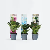 Plant in a Box - Hortensie - 6 Stk