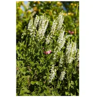 Pflanzen Für Dich Salvia nemorosa 'Adrian', Steppensalbei, violett, ca.