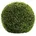BUXUS grün cm cm
