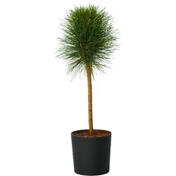 Plant in a Box Zwergkiefer - Pinus Summer Breeze Höhe 70-80cm