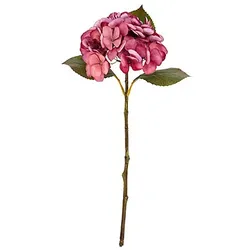 Hortensie, rosé, 45 cm