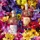 Guerlain Aqua Allegoria Florabloom Forte Eau de Parfum 75 ml