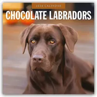 Brown trout-auslieferer flechsig Chocolate Labrador Retrievers - Schokoladenbraune Labrador