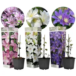 Plant in a Box - Klematis - 3 Stk - Clematis hybrid - Höhe 25-40cm - Topf 9cm