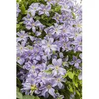 Pflanzen-für-dich.de Clematis viticella 'Prince Charles' Waldrebe Hellblau 40–60 cm