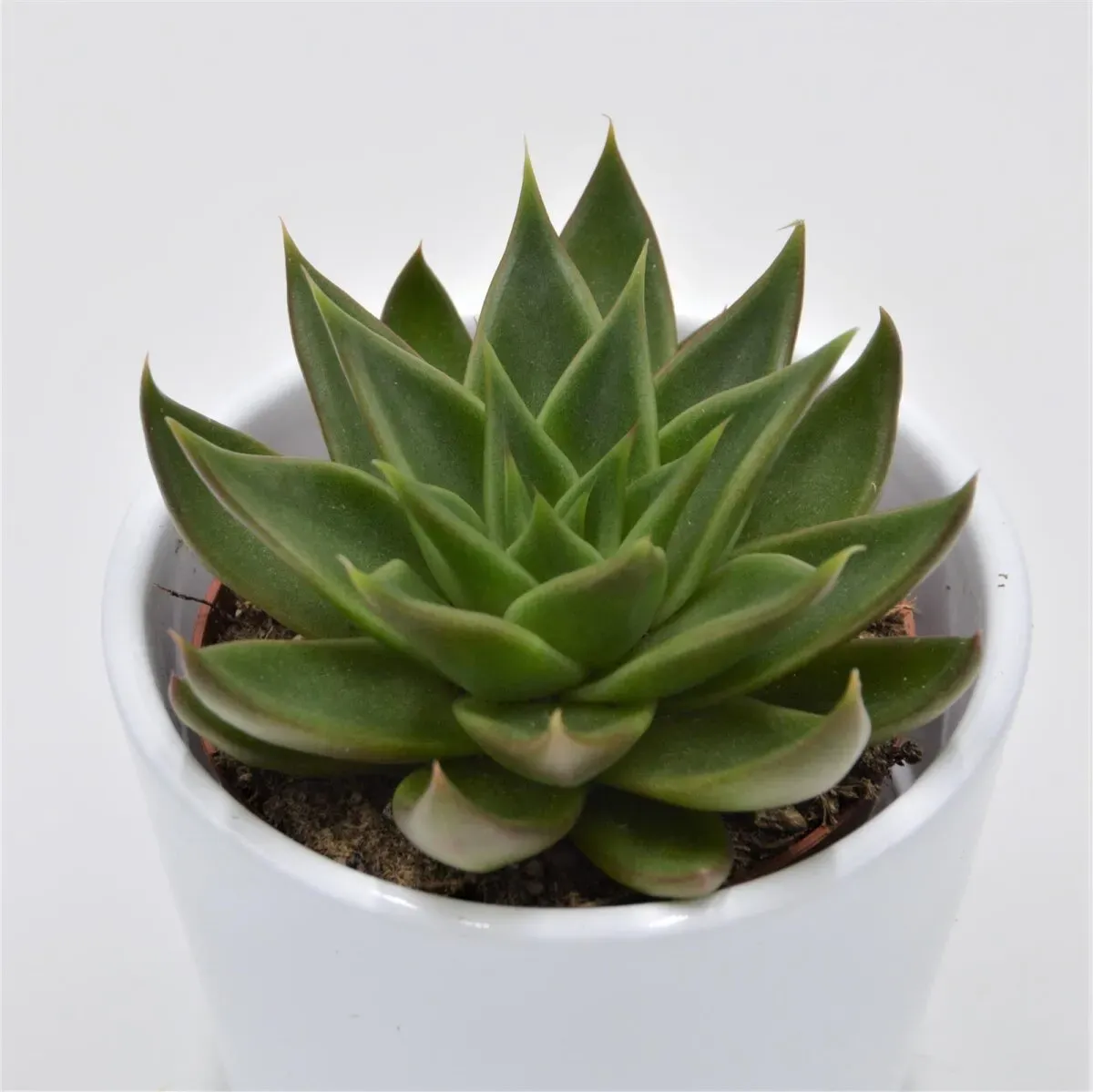 Echeveria Green Ebony - 8,5cm