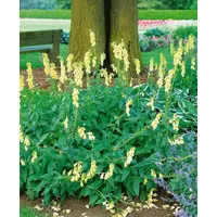 Pflanzen Für Dich Digitalis grandiflora, Großblütiger Fingerhut ca. 9x9