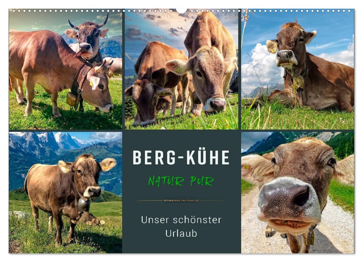 Berg-Kühe, Natur pur - unser schönster Urlaub (CALVENDO Wandkalender 2024) - A5
