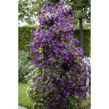 PlantaPro Clematis viticella 'Polish Spirit' 60–100 cm – Winterhart, Mehrjährig, Pflegeleicht – Waldrebe – Kletterpflanze für Pergola & Rankhilfe