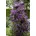 Polish Spirit 60 100 cm Winterhart Mehrjährig Pflegeleicht Kletterpflanze Pergola Rankhilfe