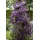PlantaPro Clematis viticella 'Polish Spirit' 60–100 cm – Winterhart, Mehrjährig, Pflegeleicht – Waldrebe – Kletterpflanze für Pergola & Rankhilfe