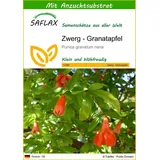 SAFLAX - - 50 Samen - Punica granatum nana