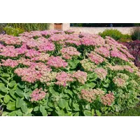 PlantaPro Sedum spectabile 'Rosenteller' p 1