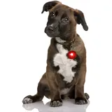 LED Leuchtanhänger in rot für Hunde Katzen UVM. Leuchthalsband Led Hundehalsband Hundeanhänger Halsband Anhänger