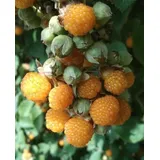 Gelbe Himalaya - Himbeere - Rubus ellipticus Raspberry 20+ Samen Gx 147