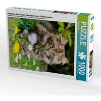 Calvendo Niedliches Maine Coon Kätzchen in einer Frühlingswiese (Puzzle)