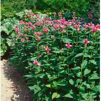 Pflanzen Für Dich Chelone lyonii 'Hot Lips', Schildblume, rosa