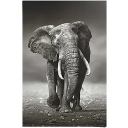 Poster REINDERS "Poster Elefant Wanderung", schwarz (farbe bild(er): schwarz), B:61cm H:91,5cm, Papier, Bilder