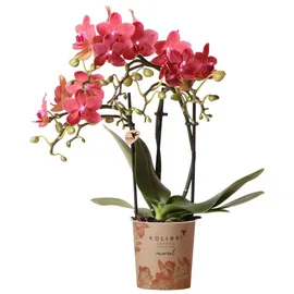 EXOTENHERZ Kolibri Phalaenopsis Orchidee Kongo Topfgröße 9cm Frisch Vom Züchter