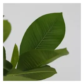 Plant in a Box - Plumeria Höhe 45-55cm - Topf 17cm