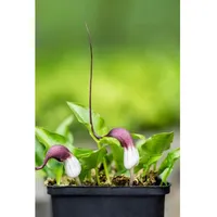Pflanzen Für Dich Arisarum proboscideum p 0,5