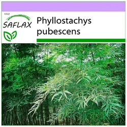 SAFLAX - Moosbambus - 20 Samen - Phyllostachys pubescens