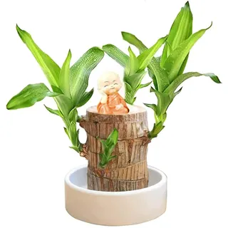 Generisch Brazilianisches Glücksholz Deko, Mini Zimmerpflanze für Büro Wohnung, Hydroponische Pflanze zum Selber Ziehen, Bringt Glück Reichtum, Einzigartiges Geschenk Desk Decor (Orange)