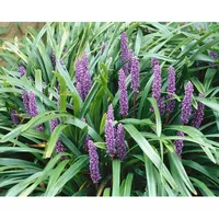 Pflanzen Für Dich Liriope muscari 'Ingwersen', Lilientraube, ca. 9x9