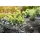 gardenboss Pflanzenerde 50 l