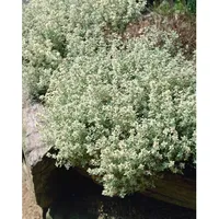 Pflanzen Für Dich Thymus x cherlerioides Duftkissen Teppichthymian ca.
