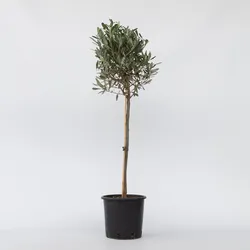 Plant in a Box - Olivenbaum - Olea europaea - Höhe 90-100cm - Topf 21cm