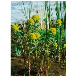 Euphorbia palustris 'Teichlaterne', Sumpf-Wolfsmilch, ca. 9x9 cm Topf